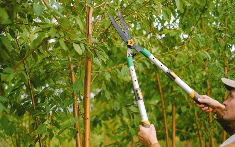 Tree trimming in Des Lacs, ND