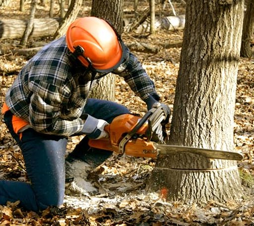 Tree Removal in Des Lacs, ND